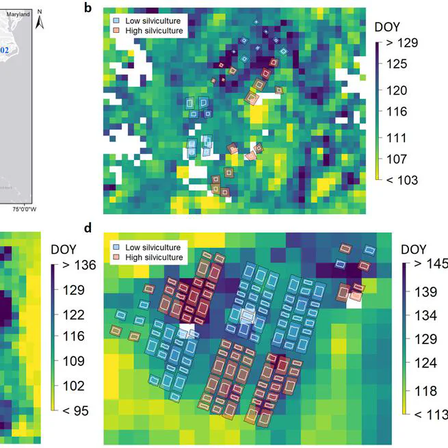 Longer greenup periods associated with greater wood volume growth in managed pine stands