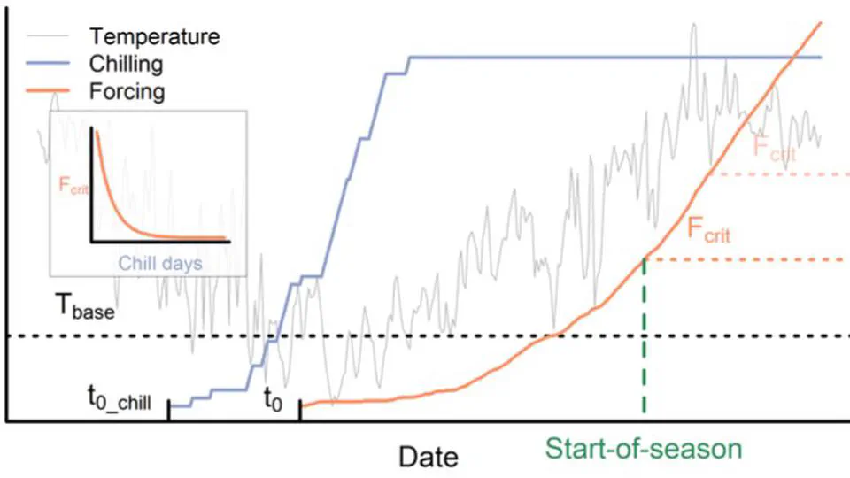 Thermal Forcing Versus Chilling? Misspecification of Temperature Controls in Spring Phenology Models